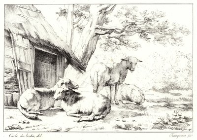 Moutons - Karel Dujardin